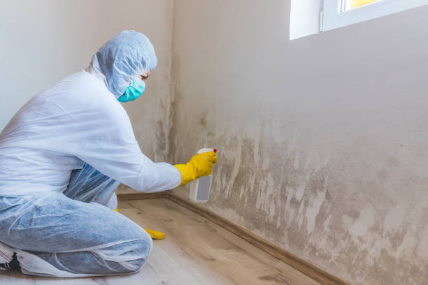 Best Basement Mold Removal  in Barrett, TX