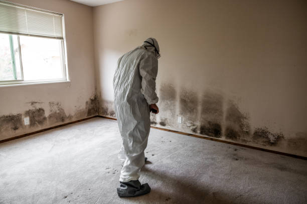 Best Attic Mold Removal  in Barrett, TX